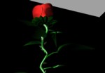ruze3.jpg
42,23 KB 
611 x 425 
9.5.2003
